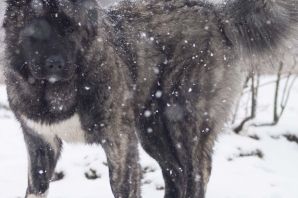 Порода собак кавказский волкодав
