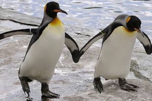 Пингвин обыкновенный
