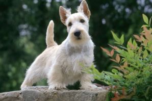 Порода собак шотландский терьер