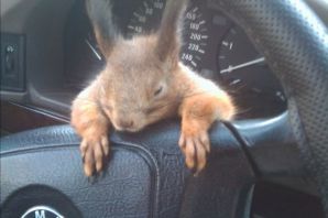Кролик за рулем