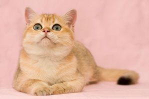Британская кошка персиковая