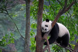 Лесная панда