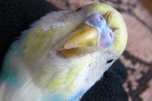 Кнемидокоптоз у попугаев