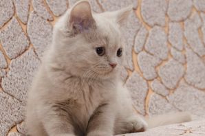 Персиковый котик