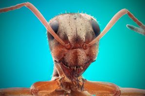 Красный муравей под микроскопом