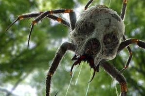 Самые редкие пауки в мире