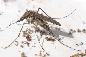 Самец комара обыкновенного