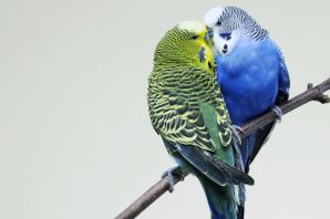 Волнистые попугаи в австралии