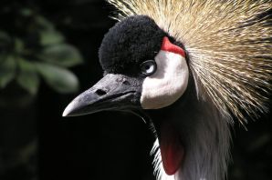 Птица с перьями на голове