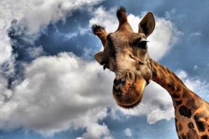 Жираф в иллюминаторе
