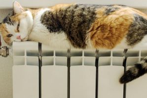 Кошка на радиаторе