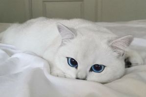 Британская голубоглазая кошка