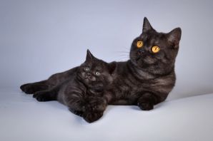 Черный кот шотландец прямоухий