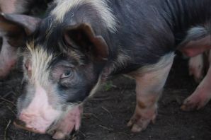 Беркширская свинья