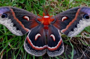 Бабочки красивые и самые редкие