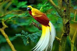 Красная райская птица