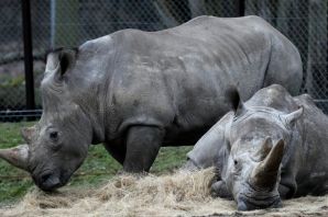 Зеленый носорог