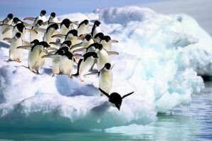 Много пингвинов