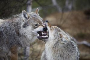 Волк и койот