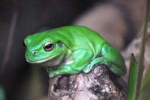 Лягушка ярко зеленого цвета