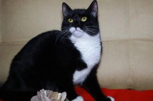 Сибирский кот черный с белым