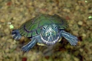 Домашние водяные черепахи