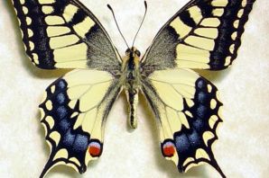 Бабочка махаон самец