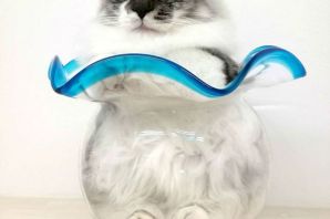 Кот в вазе