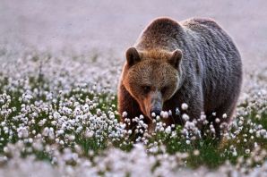 Медведь с ромашкой