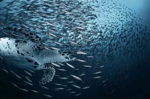 Рыбы мирового океана