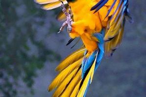 Крылья попугая