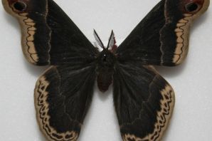 Бабочка самец
