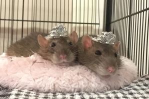 Домашние ручные крысы