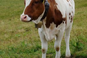 Корова с колокольчиком на шее