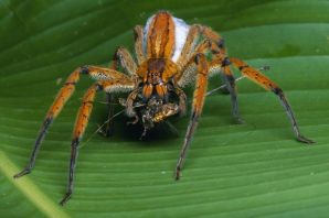 Бразильский паук бегун