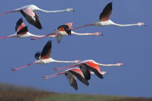 Полет фламинго