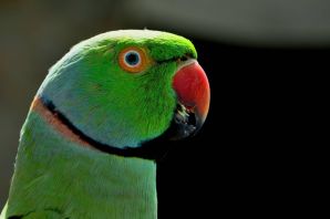 Зеленые попугаи порода