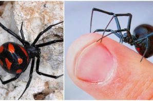 Черная вдова паук самец
