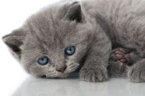 Серый котенок с голубыми глазами