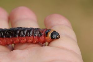 Личинка жука древоточца