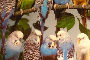 Редкие окрасы волнистых попугаев
