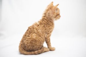 Порода кошек уральский рекс