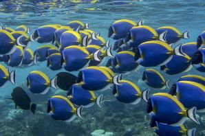 Рыбы мальдивских островов
