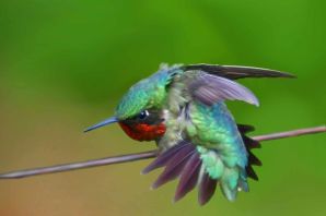 Ракетохвостая колибри