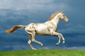Наррагансетт лошадь
