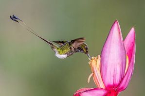 Мотылек колибри