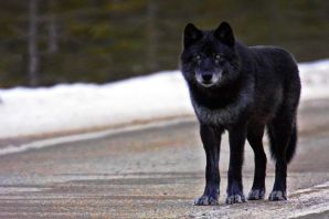 Черный волк огромный