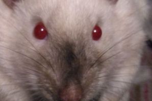 Крыса сиамской породы