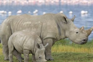 Носороги в дикой природе
