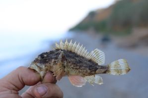 Скорпена рыба черного моря